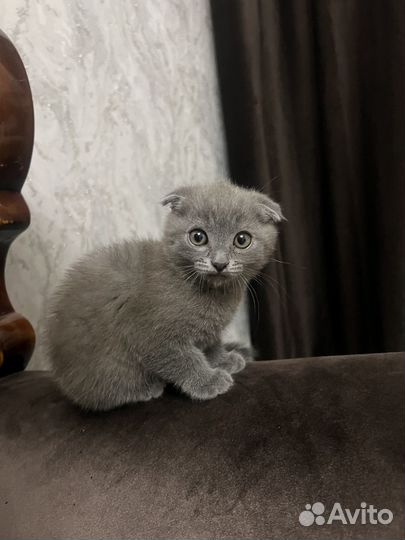 Британская