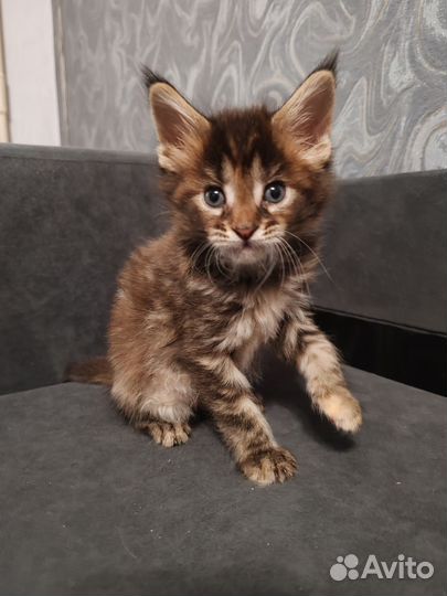 Котята мейн-кун
