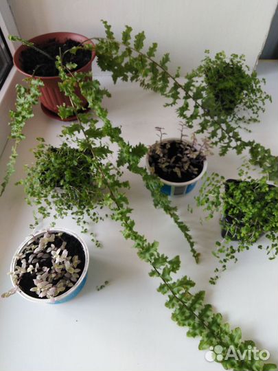 Комнатные растения