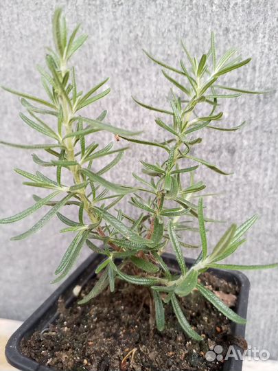 Розмарин растение
