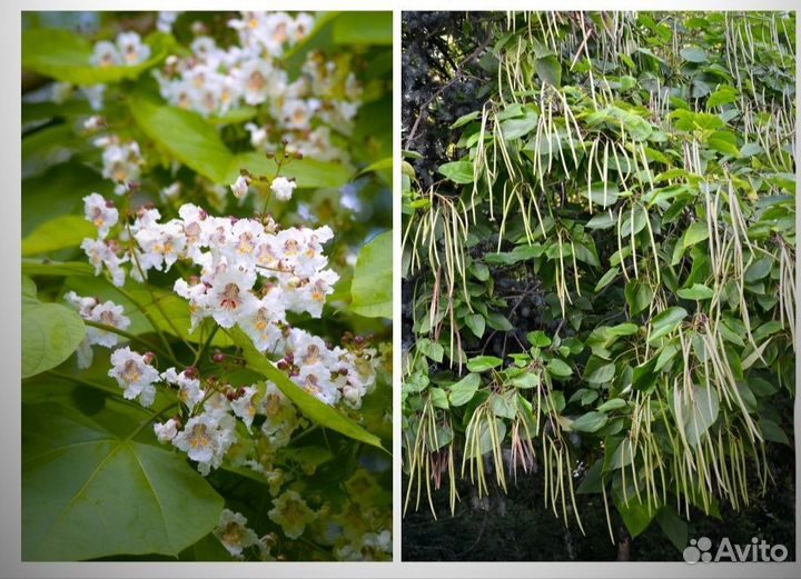 Саженцы катальпы