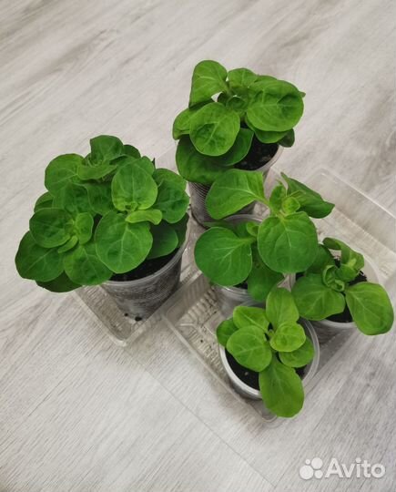 Рассада петунии Крупноцветковая