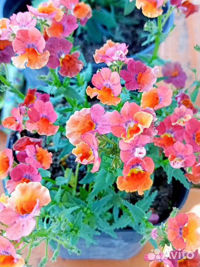 Цветы Калибрахоа, остеоспермум, немезия, петуния