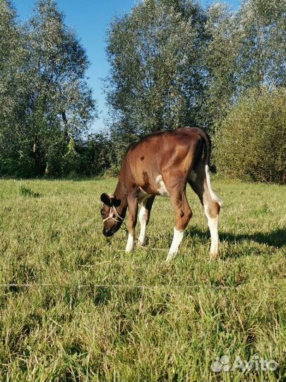 Телята телочки
