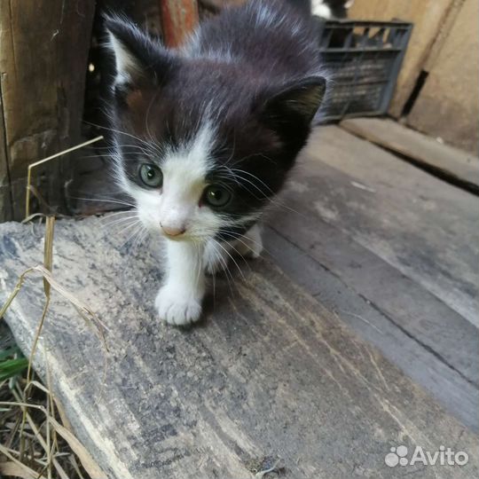 Котик в добрые руки