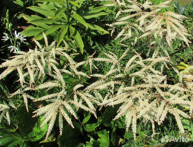 Волжанка (арункус) Вольдемар Мейер