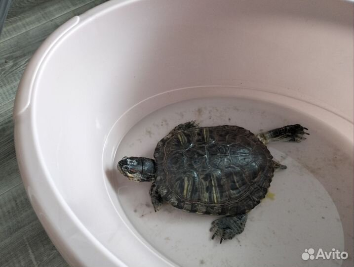 Красноухая черепаха