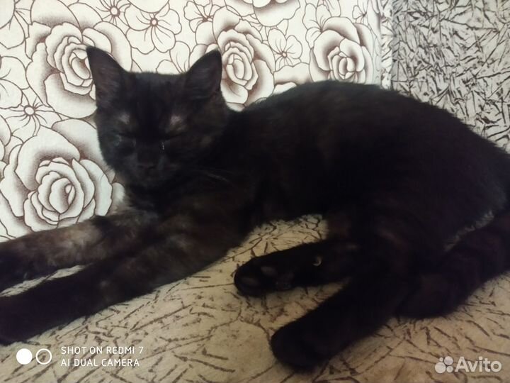 Котята бесплатно