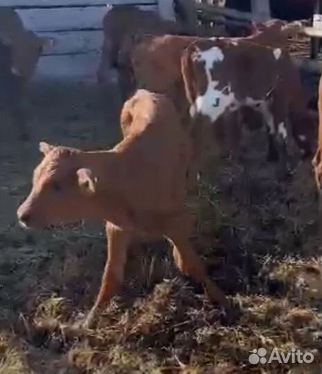 Телята бычки