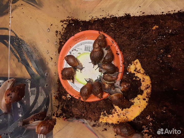 Улитки Ахатины (разные виды)