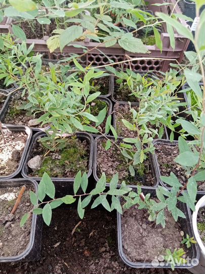 Спирея грефшейм