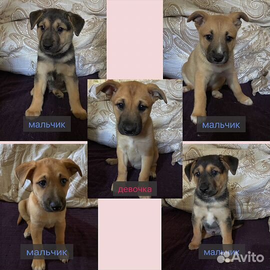 Щенки в добрые руки