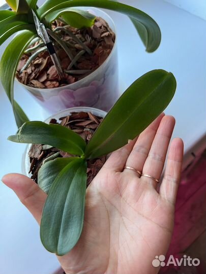 Орхидея фаленопсис Леко фантастик