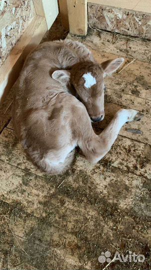 Мясо телятина говядина