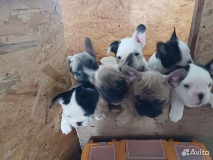 Французский бульдог мини щеночки
