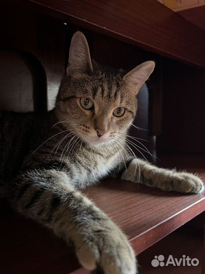 Котик в добрые руки