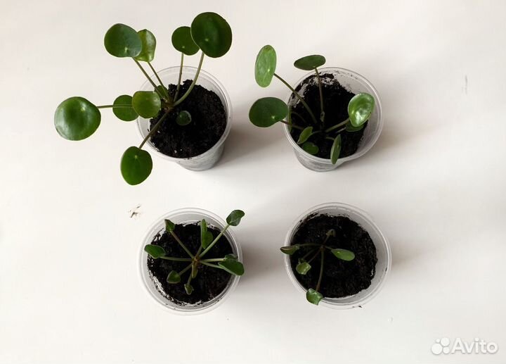 Пилея пеперомиевидная