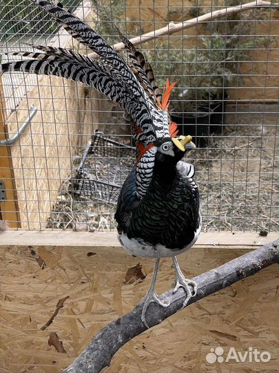 Фазан алмазный