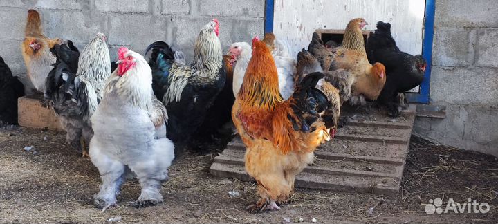 Молодые (11мес.) куры и петухи Брама
