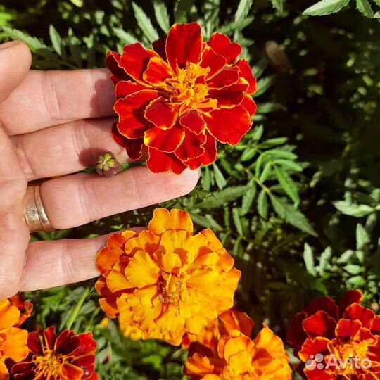 Бархотки семена