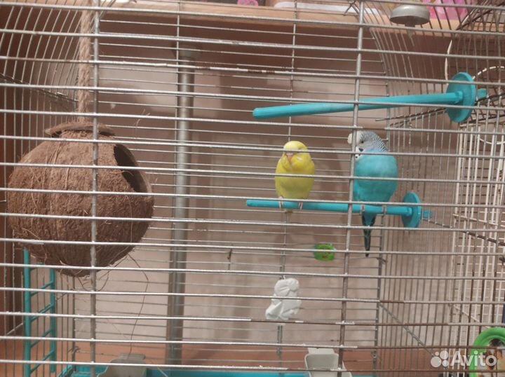 Волнистый попугай с клеткой