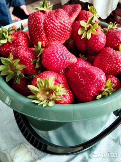 В наличии Лорд Азия клубники с закрытой корневой