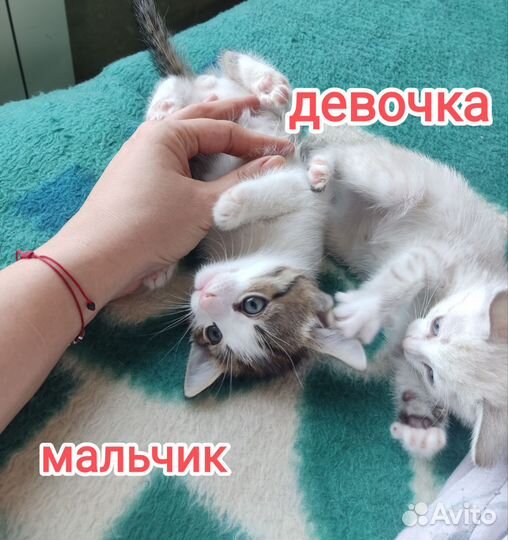 Котята 2 мальчика и девочка