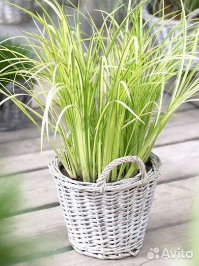 Разные декоротивные злаки. Аир для водоёма