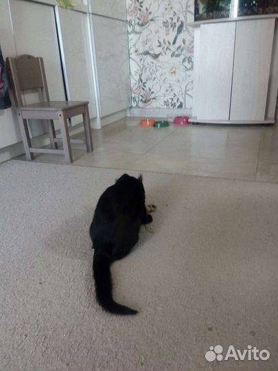 Отдам бесплатно котенка в хорошие руки