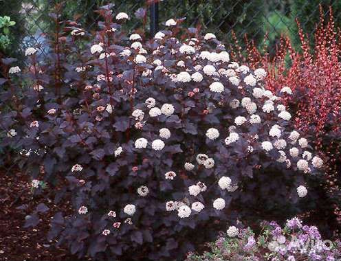 Декоративные кустарники