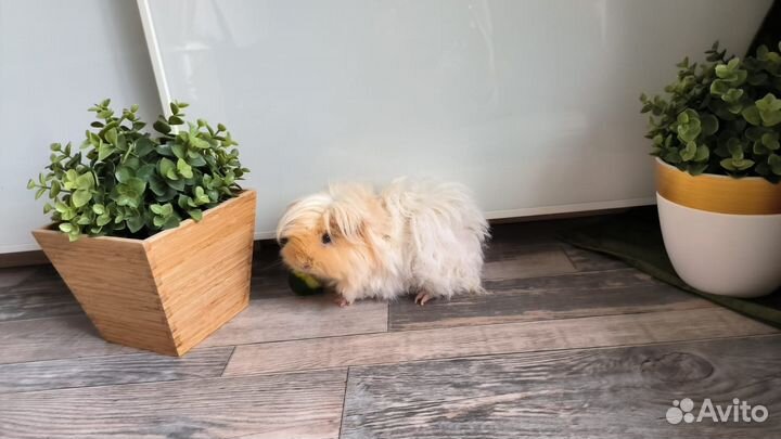 Морская свинка лункаря