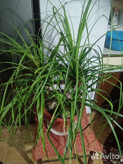 Бокарнея нолина