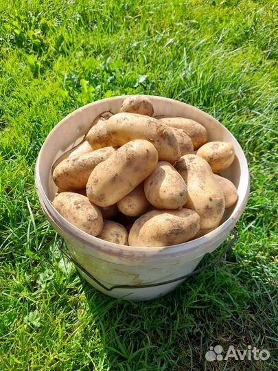Продам картофель