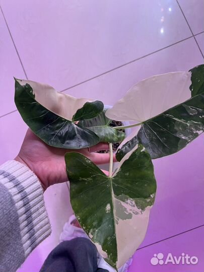 Алоказия макрориза вариегатная