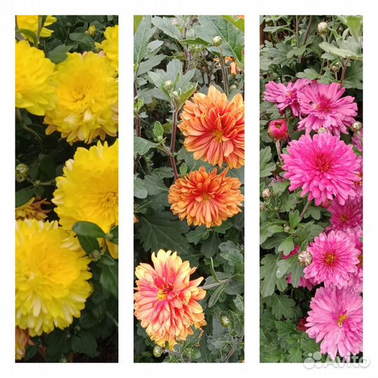 Многолетние цветы