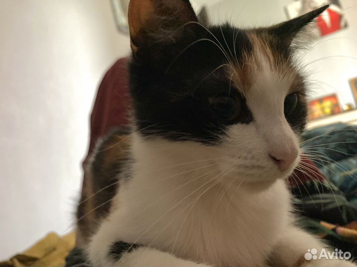 Отдам кошечку в добрые руки