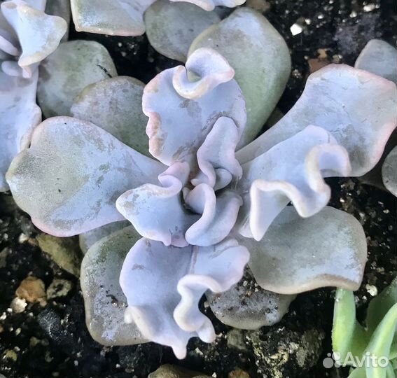 Набор суккулентов Эхеверий 10 шт