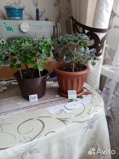 Растения комнатные