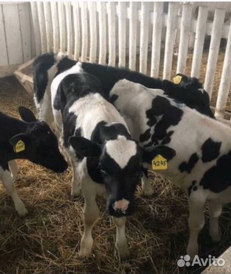 Телята, телки и бычки