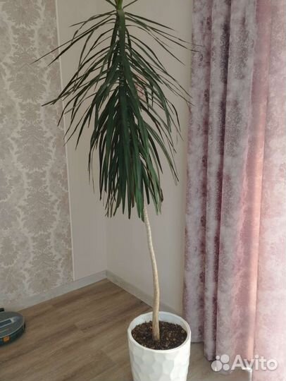 Пальма драцена