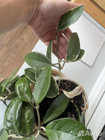 Хойя. Взрослое растение, два сорта