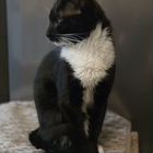 Взрослый кот, вязка