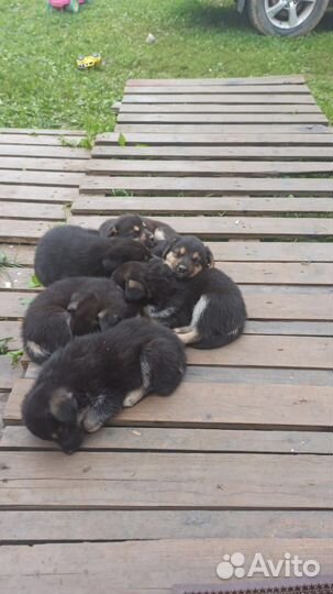 Щенки бесплатно