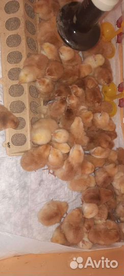 Яйца, цыплята от домашних кур