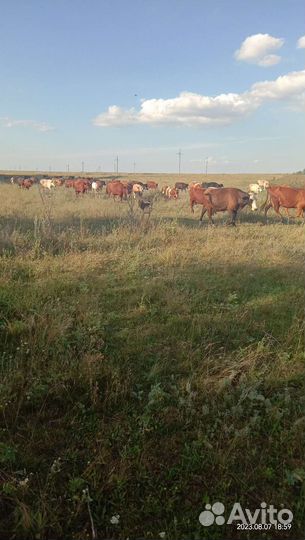 Щенки немецкой овчарки