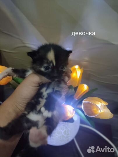 Кошка в дар