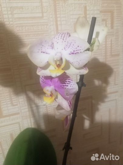 Орхидея фаленопсис