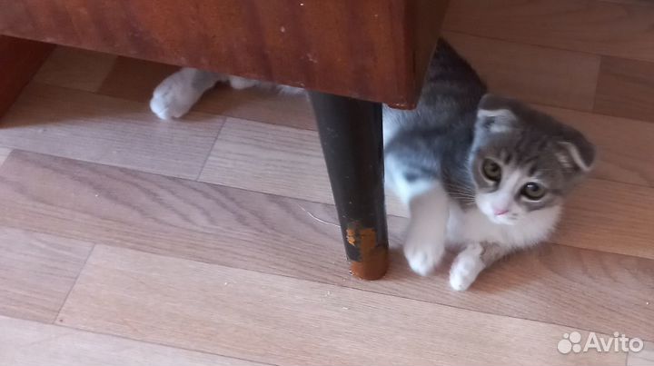 Котенок мальчик
