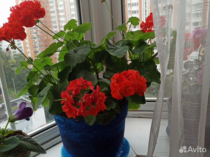 Пеларгония герань красная