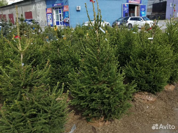 Ёлка сибирская